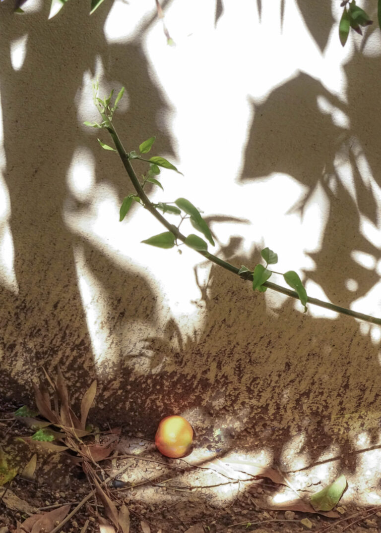 Σκιές δέντρων σε ηλιόλουστο τοίχο, ένα πράσινο κλαδί και ένα μικρό μήλο πεσμένο στο έδαφος.
